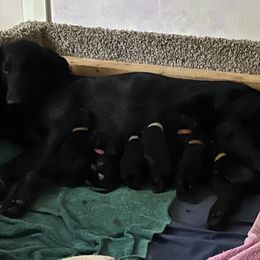 Flat-Coated Retriever and Golden Retriever Puppies from LaDean Faris