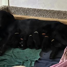 Flat-Coated Retriever and Golden Retriever Puppies from LaDean Faris