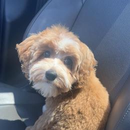 River - Goldendoodle