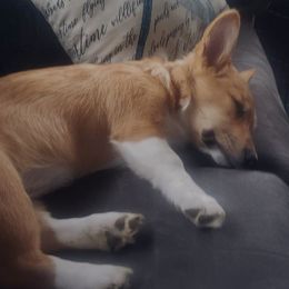 Pembroke Welsh Corgi Puppies from Rose Water Corgis