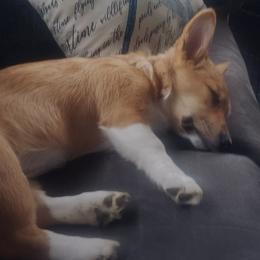 Pembroke Welsh Corgi Puppies from Rose Water Corgis