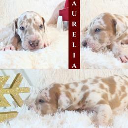 Great Dane Puppies from Pilot Danes