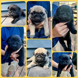 Pug Puppies from Greener Hills Pugs