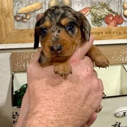 Girl 1 - Dapple female Dachshund puppy in Rising Star, Texas from Boring Weenies
