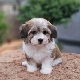 Cavachon, Cavalier King Charles Spaniel, Cavapoo, and Havanese Puppies from Peaks Pups & Cavachon Love Chocolate Cavaliers, Cavaliers, Cavachon’s, Cavapoos & Havanese