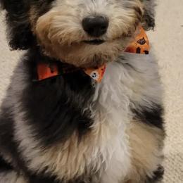 Aussiedoodle Puppies from Signature Doodles