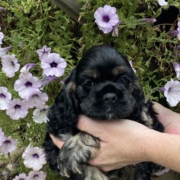 Cocker Spaniel Puppies from Doc's Cockers