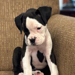 Brooklyn - Brindle female Boxer puppy in Brock, Texas from Tommaso AKC Boxers