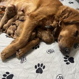 Golden Retriever Puppies from True Grit Golden Retrievers