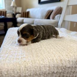 Billy - Blue male Pembroke Welsh Corgi puppy in Payson, Utah from Spring Creek Aussies + Corgis