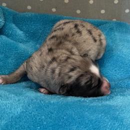 Scary Spice - Merle female Pomsky puppy in Gunter, Texas from The Painted Pomsky