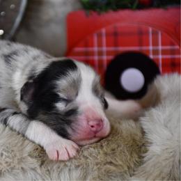 Mignon - Blue merle male Australian Shepherd puppy in Kirksville, Missouri from BellSharps Australian Shepherds