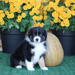 Navajo - male Australian Shepherd puppy in Circleville, Utah from Canyon Creek Aussies