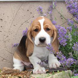 Lola - Black brown and white female Basset Hound puppy in Idaho from Welcome Home Bassets