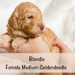 Spot 5 - Apricot female Goldendoodle puppy in Redmond, Oregon from Bourbon and Lace Doodles