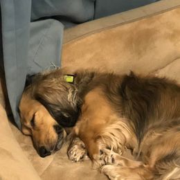 Dachshunds from Mustard Seed Kennel