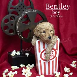 Bentley (Green Collar) boy - Apricot male Goldendoodle puppy in Corona, California from Fluffy Puppy Mini Doodles LLC