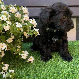 Henry - Black and tan brindle male Havapoo puppy in Loveland, Colorado from Littledoodles2love