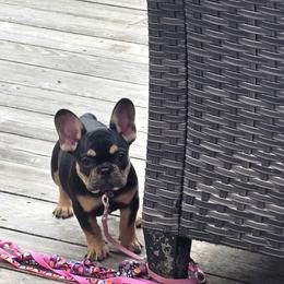 Princess Leia - Black and tan female French Bulldog puppy in Searcy, Arkansas from Bonnie Trouble Frenchies