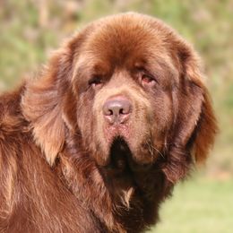 Moose - Newfoundland