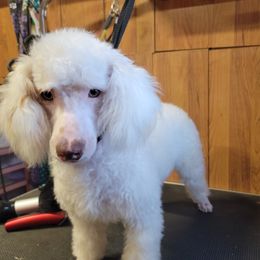 Jazzi - Poodle