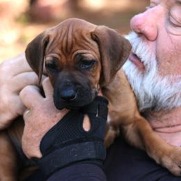 Ms. Pink - Rd whtn blk nose female Rhodesian Ridgeback puppy in Broussard, Louisiana from Karamojo Ridgebacks,  Quality over Quantity