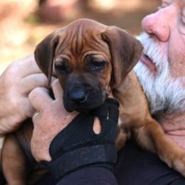 Ms. Pink - Rd whtn blk nose female Rhodesian Ridgeback puppy in Broussard, Louisiana from Karamojo Ridgebacks,  Quality over Quantity
