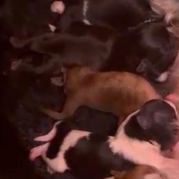 Shih Tzu Puppies from Sunrise shihtzu blossom
