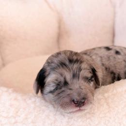 Diamond - Blue merle female Aussiedoodle puppy in Jackson, Tennessee from Dinah Doodles and Aussies