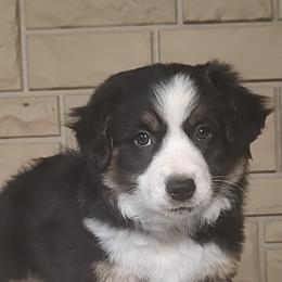 Miniature American Shepherds and Miniature Australian Shepherds from Buck-Run Puppies
