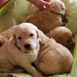 Double Doodle and Goldendoodle Puppies from Badgerland Goldendoodles