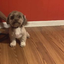 Sandy - Shih Tzu