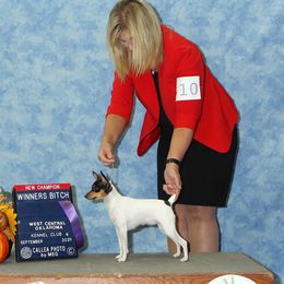 Brandy - Toy Fox Terrier
