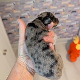 Madison - Dapple female Dachshund puppy in Annandale, Minnesota from Weiners on a Hill