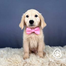 Bowser - Cream male Companion Cross puppy in Utah County, Utah from Big Hearted Breeders