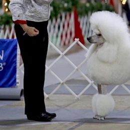 Poodles from Lorien Standard Poodles