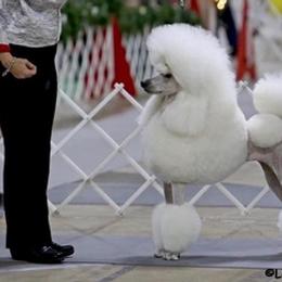 Poodles from Lorien Standard Poodles