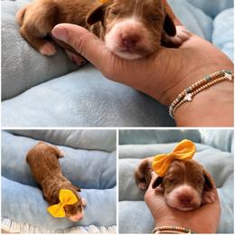 Tootsie - Red female Australian Labradoodle puppy in Summerfield, North Carolina from Four Oaks Labradoodles