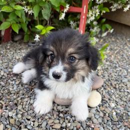 Biscuit - Black and tan male Pembroke Welsh Corgi puppy in Bakersfield, California from Kern River Corgis