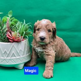 Magic - Apricot male Goldendoodle puppy in Summerville, South Carolina from Channys Doodles