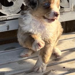 Queso - Red merle Miniature Australian Shepherd puppy in Godley, Texas from Nana and Paws Aussies