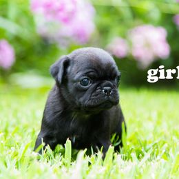 Cookie - Black female Pug puppy in Hanna City, Illinois from Sauder Pugs