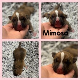 Mimosa - Red female American Staffordshire Terrier puppy in Marietta, Georgia from Ambition Amstaffs
