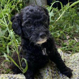 Yorkipoos from Grassy Knoll Yorkiepoo