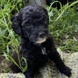 Yorkipoos from Grassy Knoll Yorkiepoo