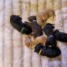 Australian Cobberdog Puppies from Lively Acres Cobberdogs