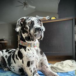 Anya - Great Dane