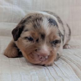 Jasper - Red merle male Miniature Australian Shepherd puppy in Crockett, Texas from Pleasant Grove Aussies