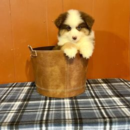 Sonny - Red tri-color male Miniature American Shepherd puppy in Kentucky from Kidd’s Miniature American Shepherds