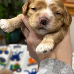 Cocker Spaniel Puppies from Bella Cavalier and Cockers